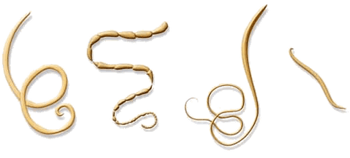 NEOflorax helps against all known helminths