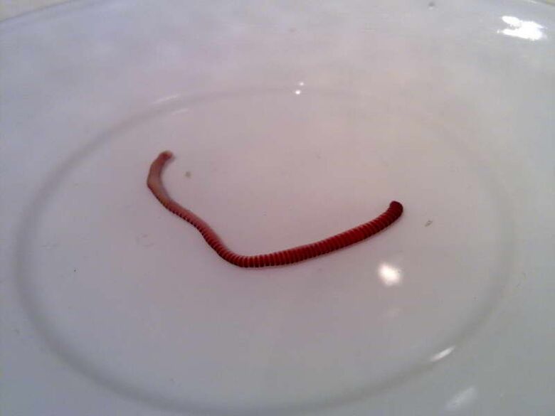 a parasite from the human body