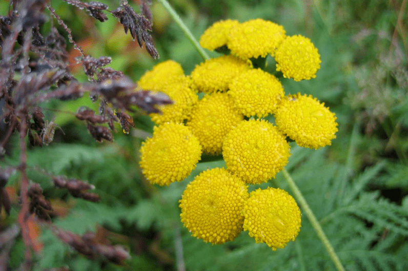 deworming wormwood
